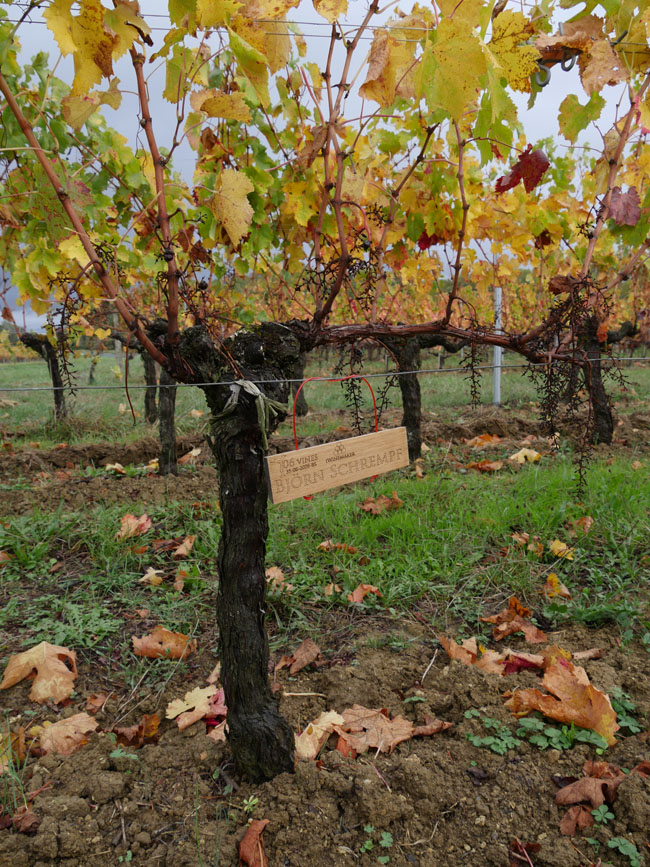 Виноградник на урожай